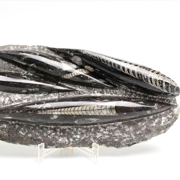 オルソセラス 直角貝 化石 プレート <br>簡易イーゼルスタンド付き <br>【モロッコ産】【約1500g】<br>オルソセラス｜Orthoceras｜化石｜原石｜モロッコ｜フォッシル｜天然石｜パワーストーン ■39ショップ■