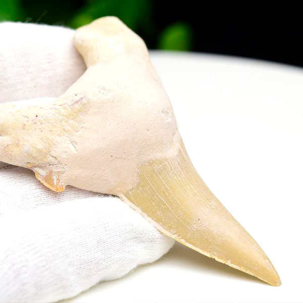 サメの歯の化石150mm サメの歯 化石 サメの歯化石（Carcharodon）｜化石販売・鉱物販売の