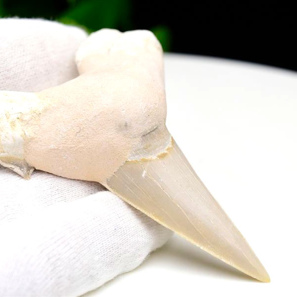 楽天市場】ホホジロザメ 歯 化石 原石 モロッコ産種類お任せ【約1.5g