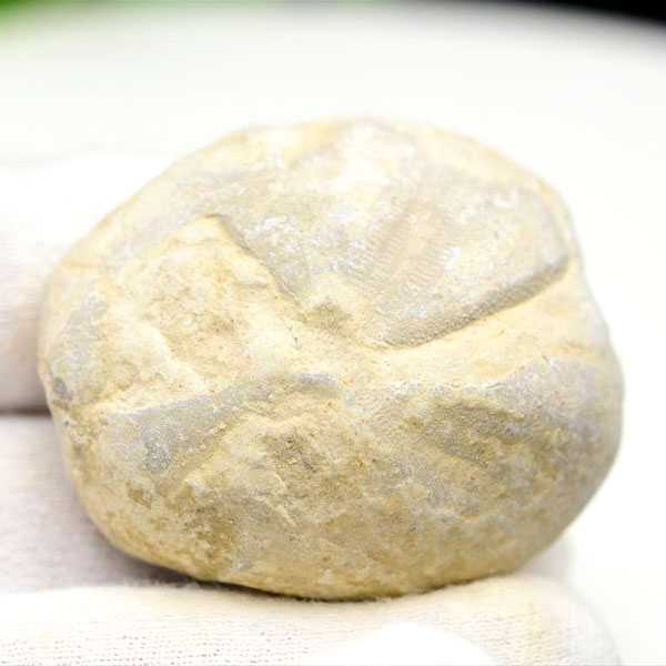 楽天市場】ウニ 化石 原石 Micraster ミクラスター ブンブク目