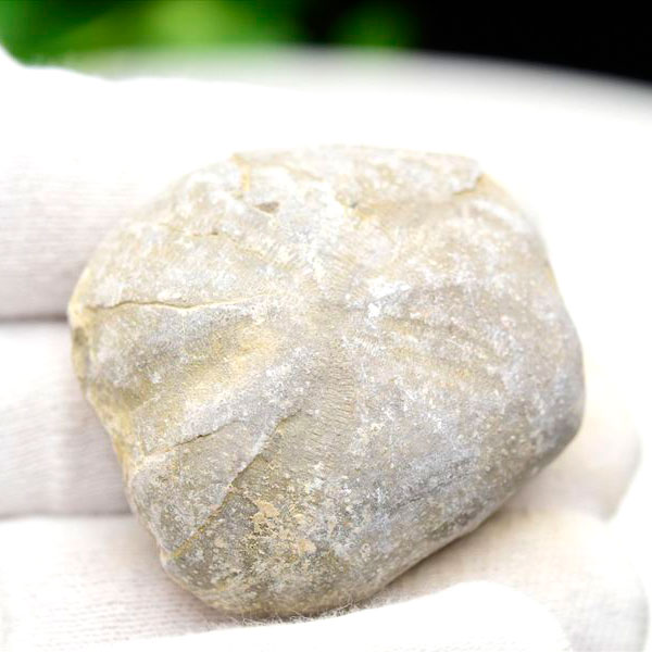 楽天市場】ウニ 化石 原石 Micraster ミクラスター ブンブク目