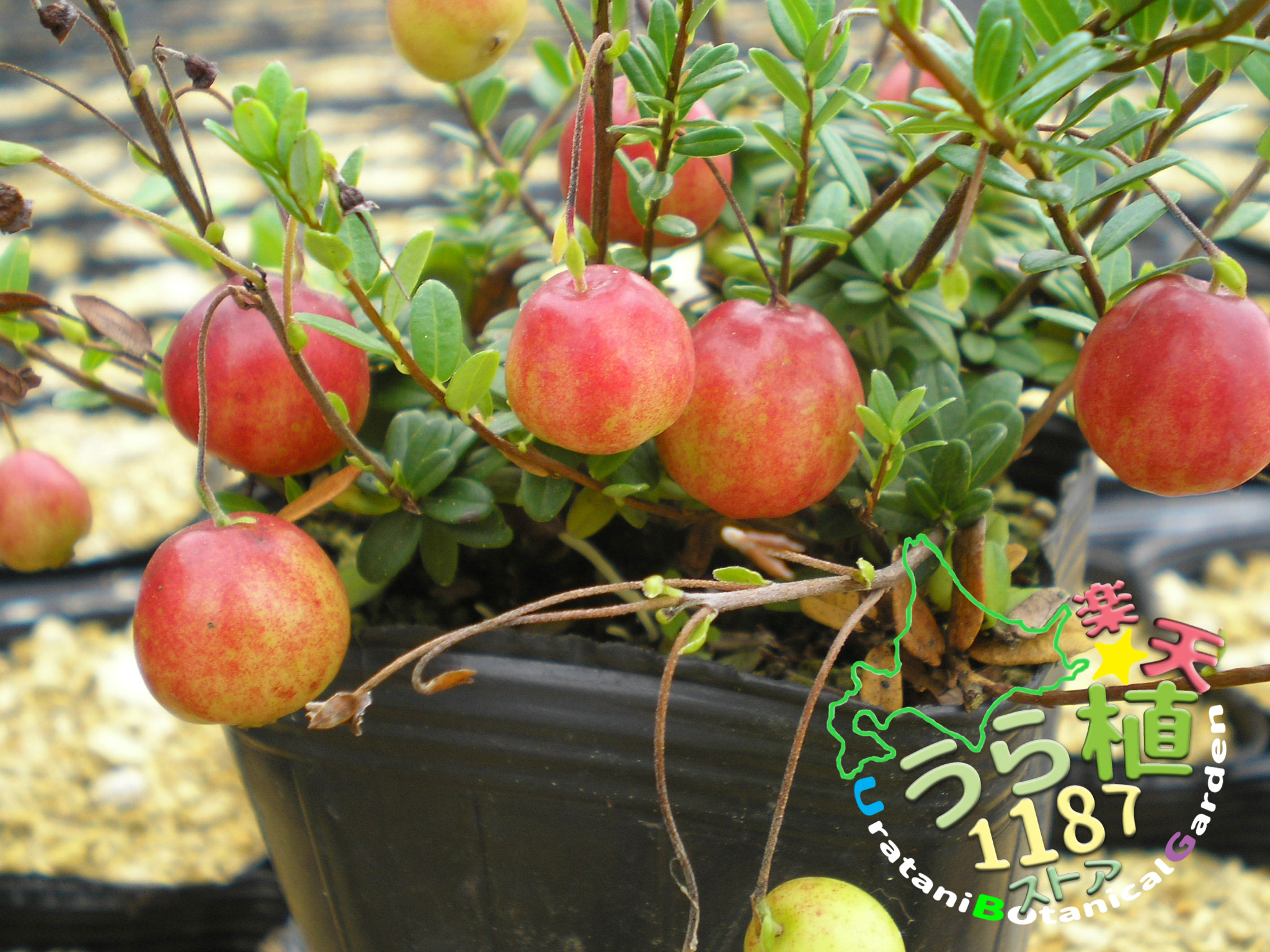 楽天市場】2024年NEW ヒカリゴケ 陶器鉢入り 光苔 クッションモス 山