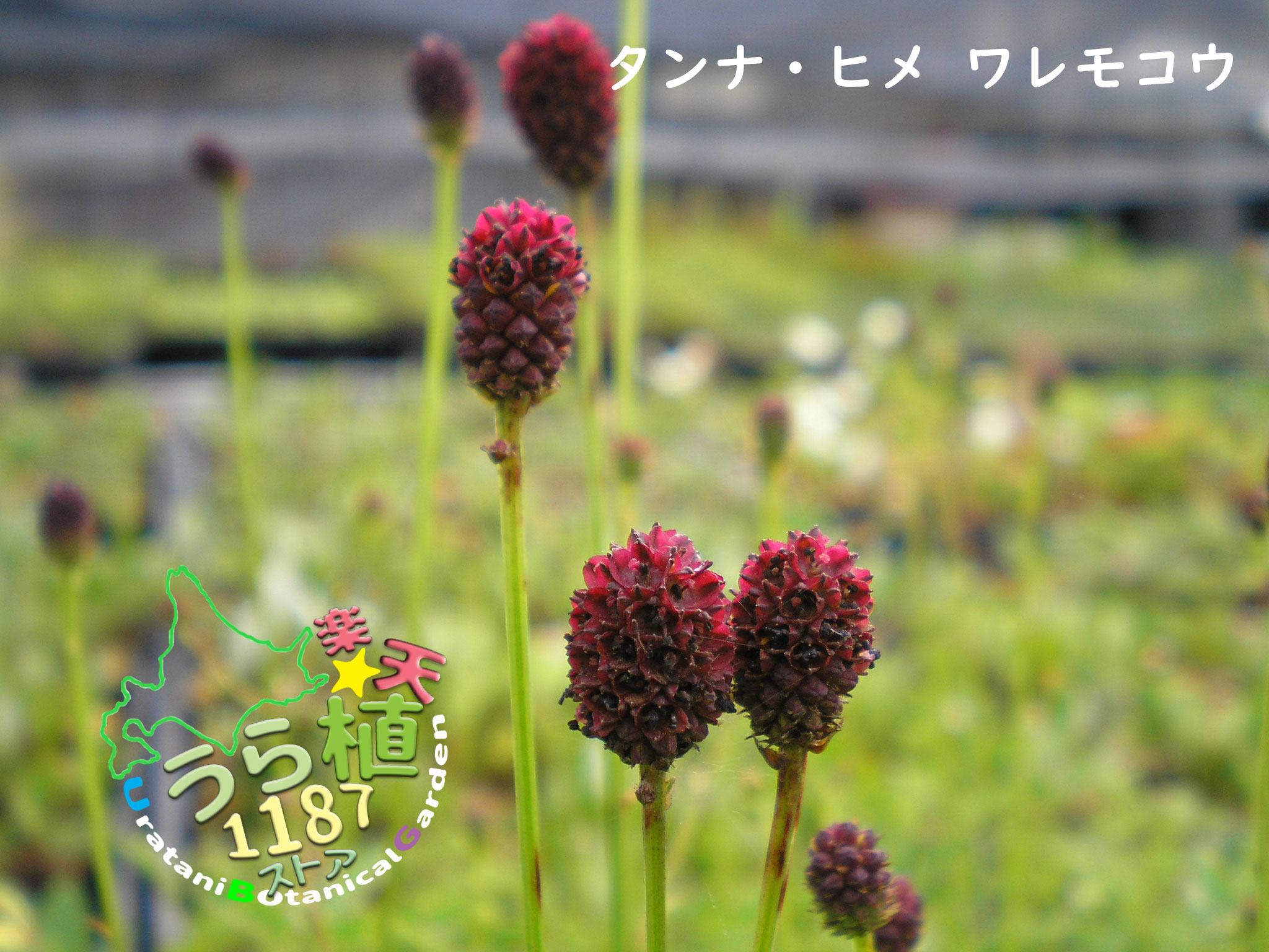 楽天市場】純ワレモコウ 10.5cmポット苗 山野草/耐寒性多年草