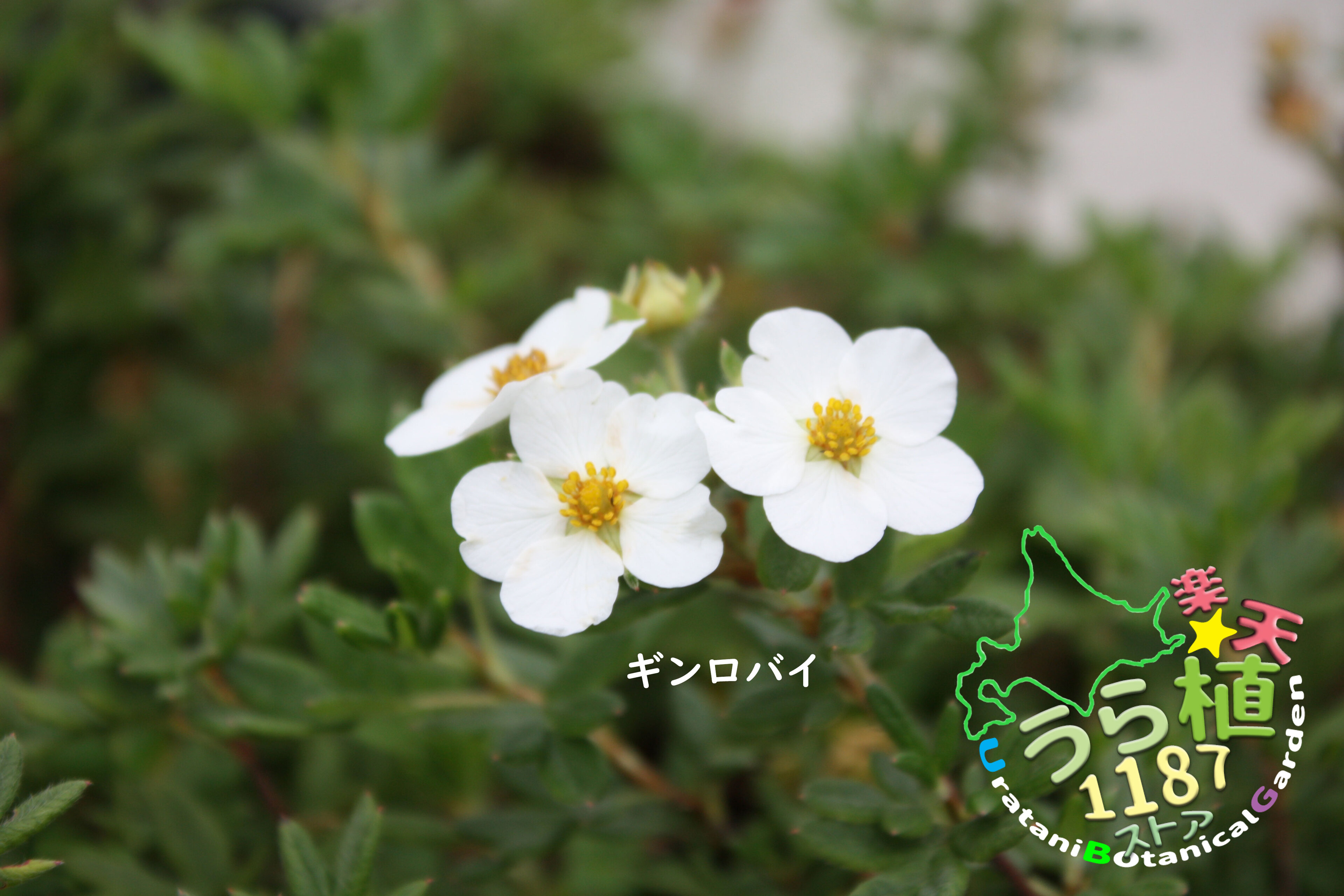 楽天市場】ギンロバイ（銀露梅）7．5cm〜9cmポット【山野草