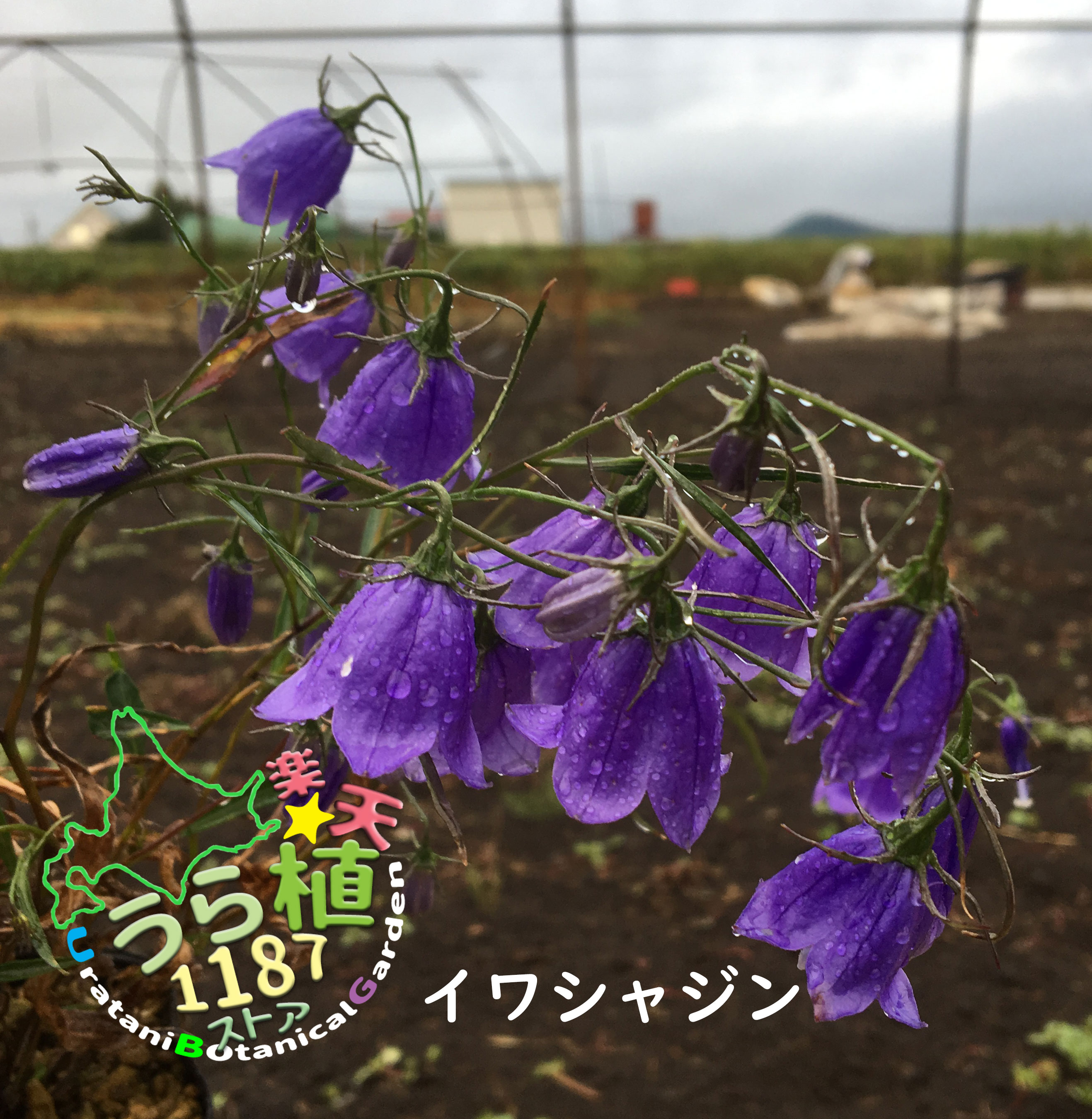 保証アッツザクラ黄花 キバナ 科名 成長丈 開花時期5月〜 コキンバイザサ科 草丈10cm〜 花・観葉植物
