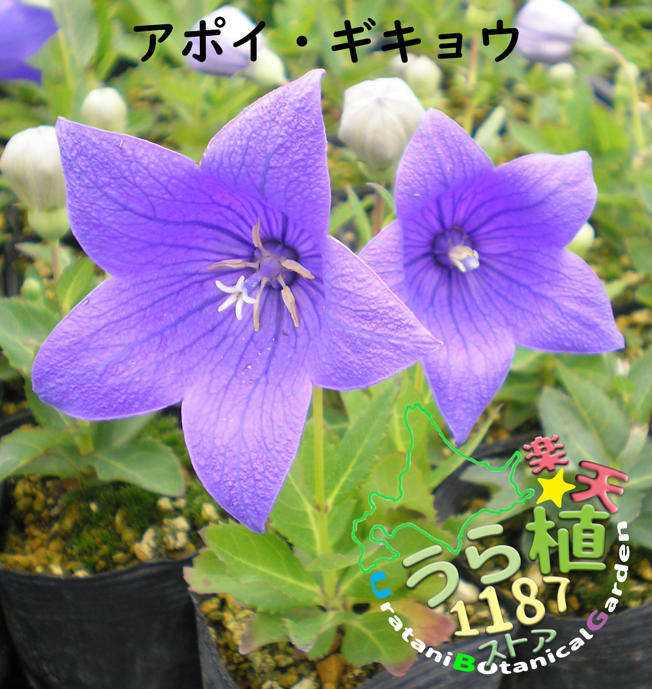 楽天市場】二重咲き桔梗 ダブルザキ キキョウ 科名 キキョウ科