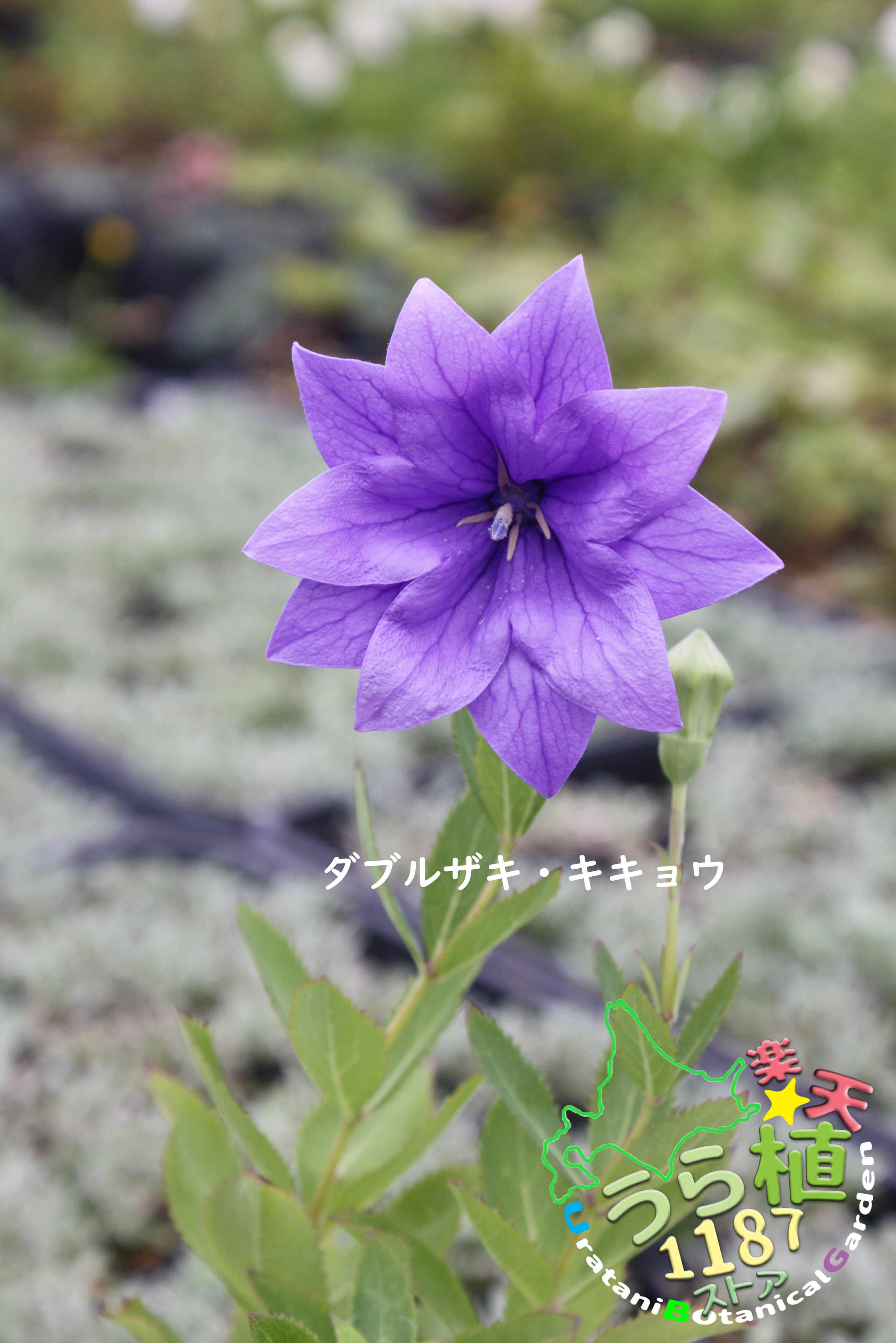 楽天市場】キキョウ 苗 小豆色 二重咲き 9cmポット 桔梗 切花