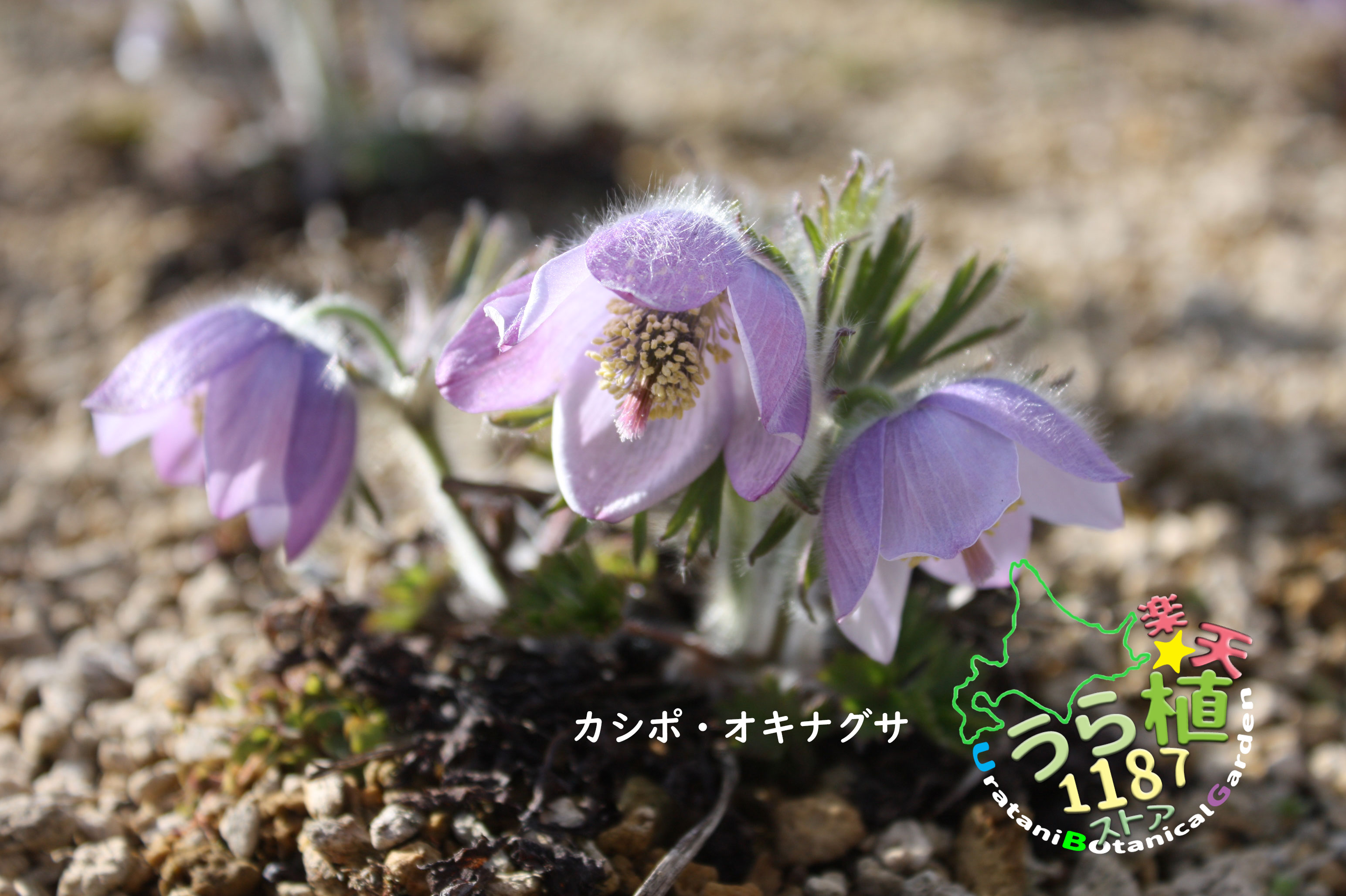 楽天市場】西洋翁草白花 セイヨウオキナグサ シロバナ 科名