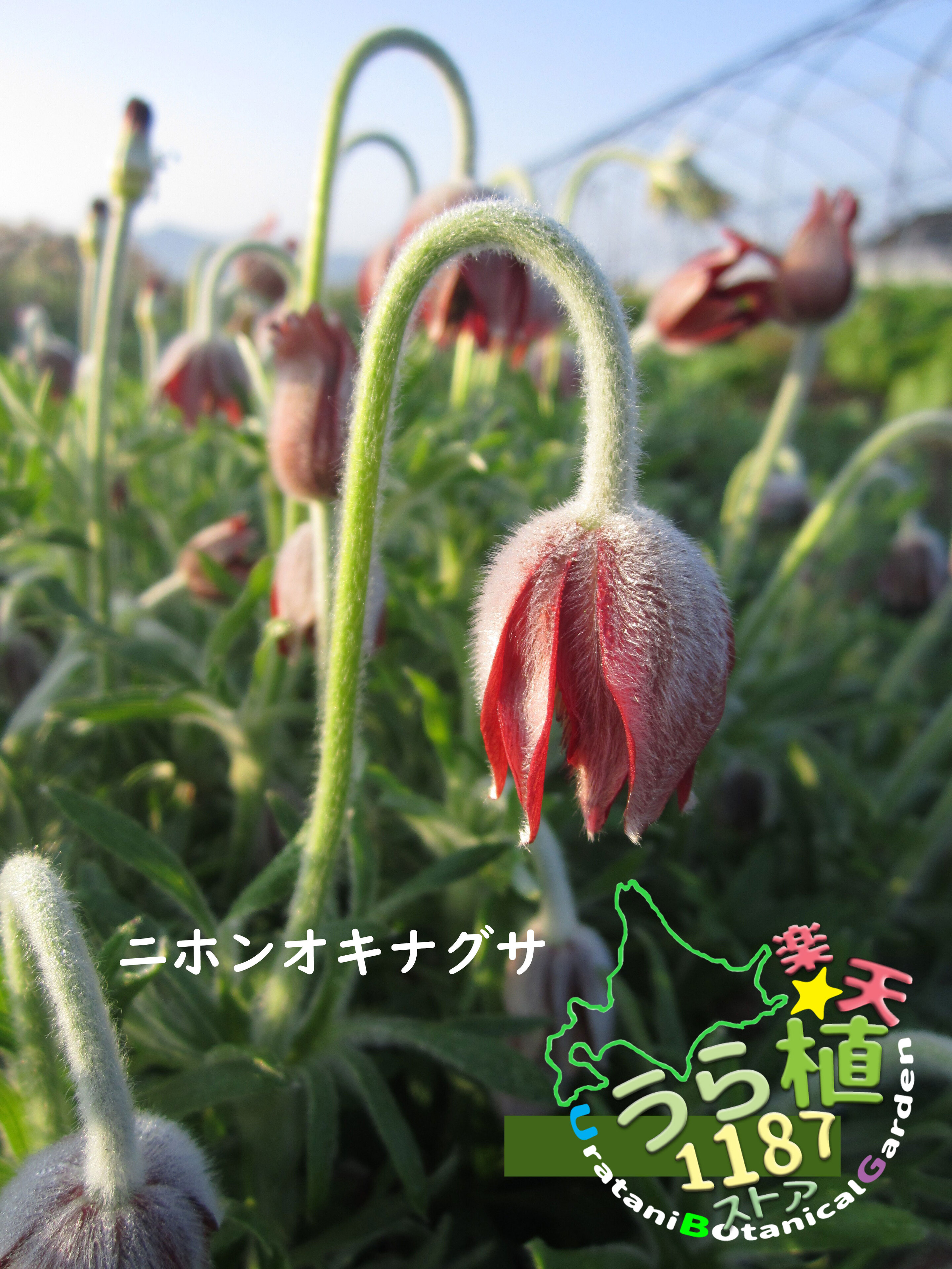 楽天市場】オキナ草苗 絶滅危惧種の山野草 多年草 花 フラワー 販売
