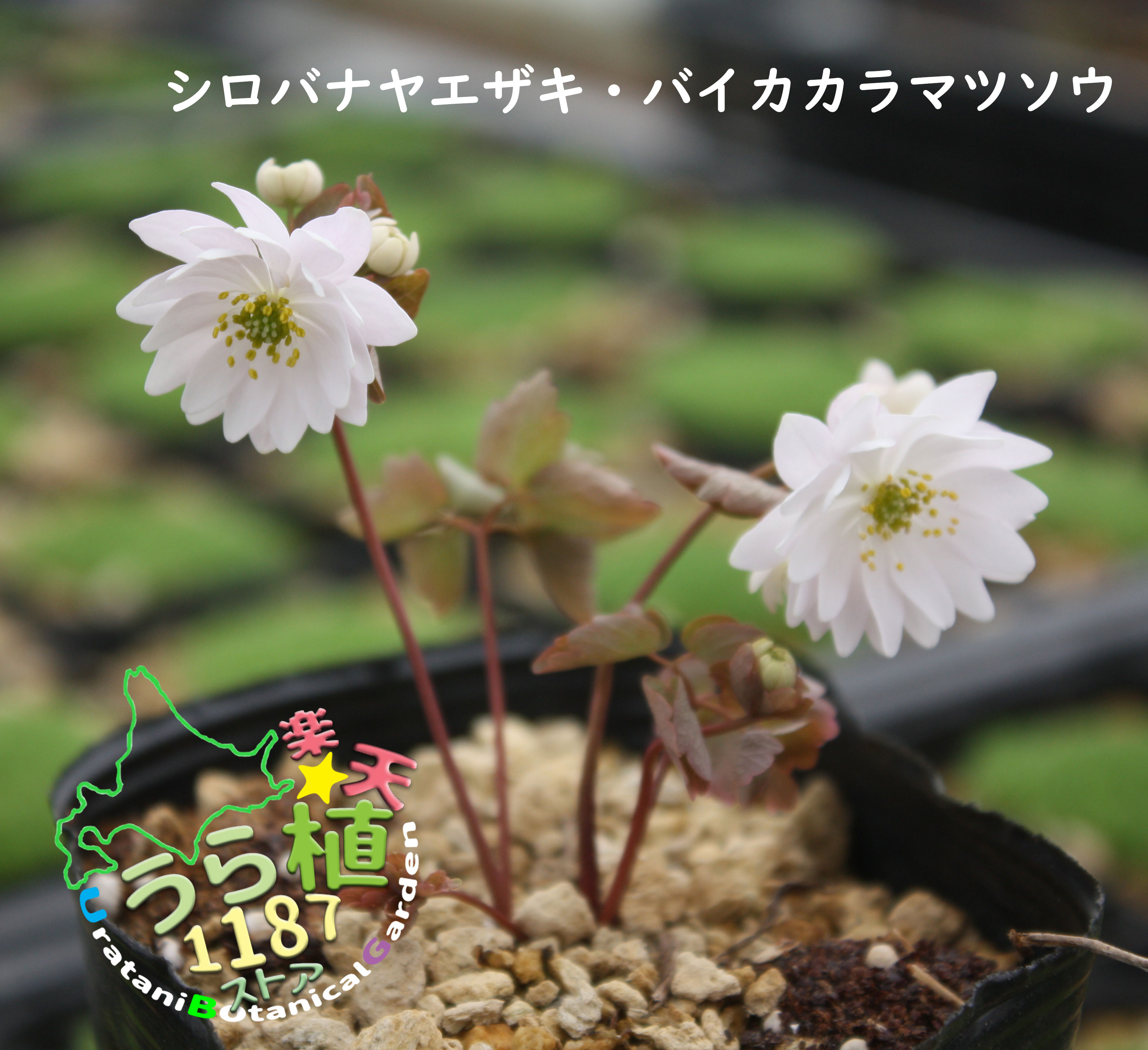 楽天市場】梅花唐松草 濃色八重咲 バイカカラマツソウ 楽天市場】梅花唐松草 濃色八重咲 バイカカラマツソウ