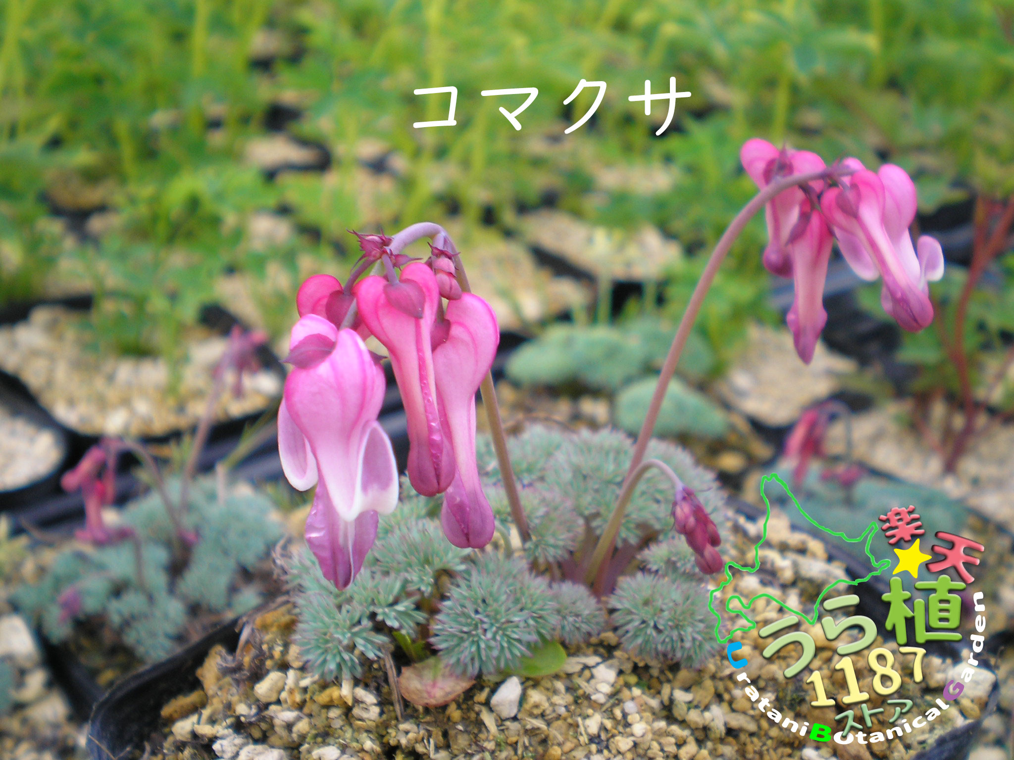 楽天市場】駒草 緋炎 コマクサ ヒエン 科名 ケシ科 開花時期5月～ 成長丈 草丈10cm～ : うら植1187ストア