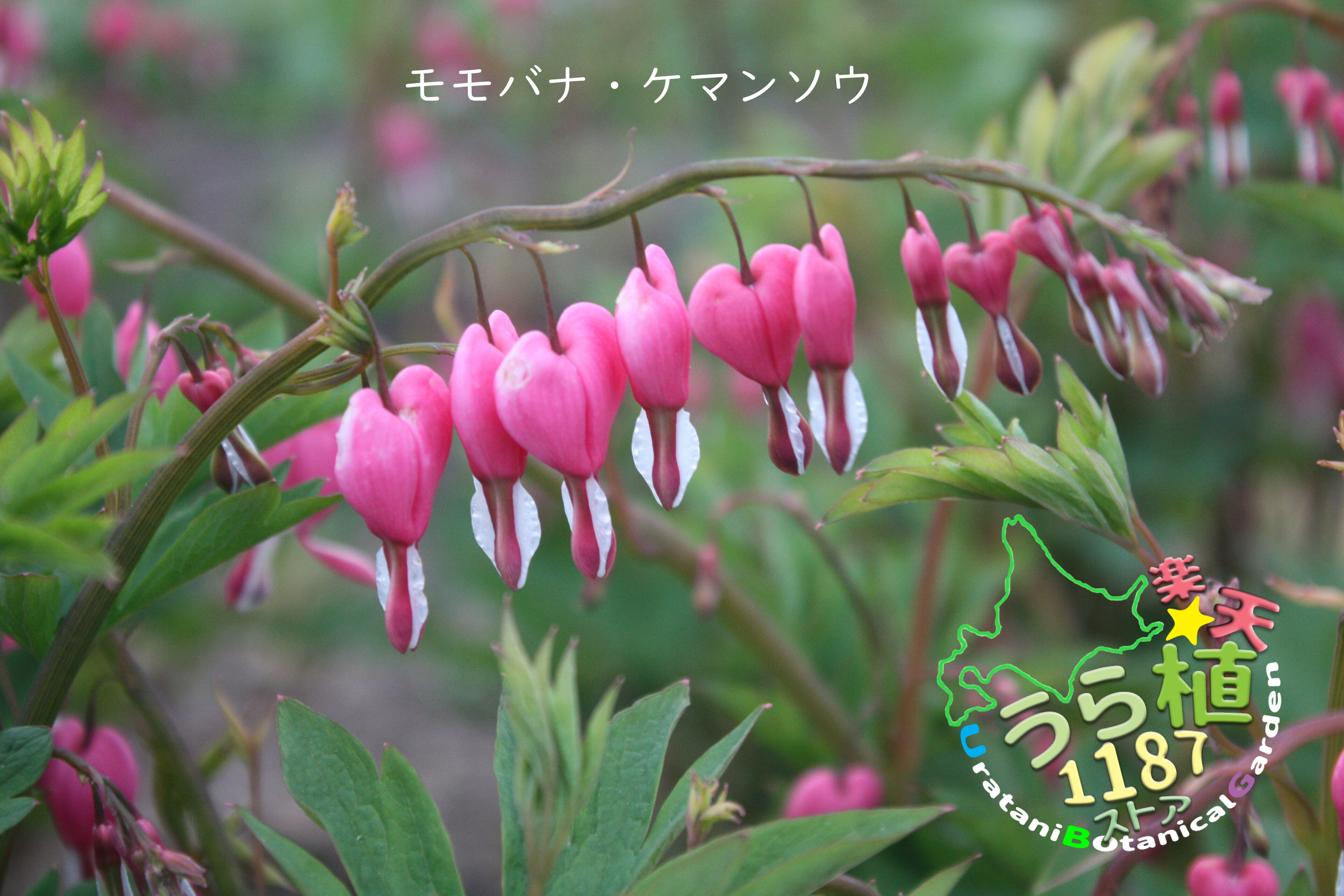 楽天市場】紅花姫鳴子百合 ベニバナ ヒメナルコユリ 科名 ユリ科 開花時期6月～ 成長丈 草丈5cm～ : うら植1187ストア