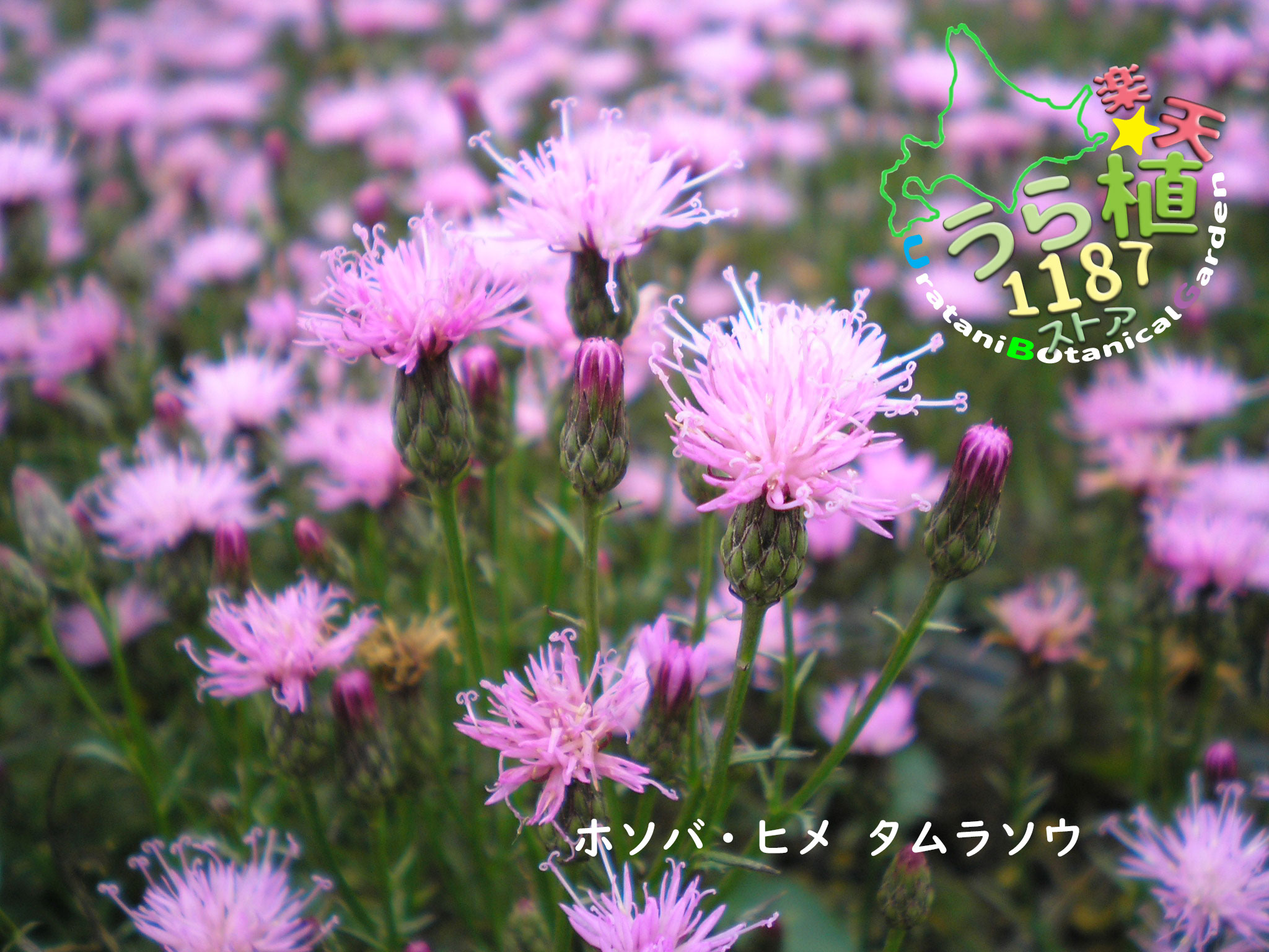 桔梗 千鳥桔梗が咲きました！ - 亀次郎商店