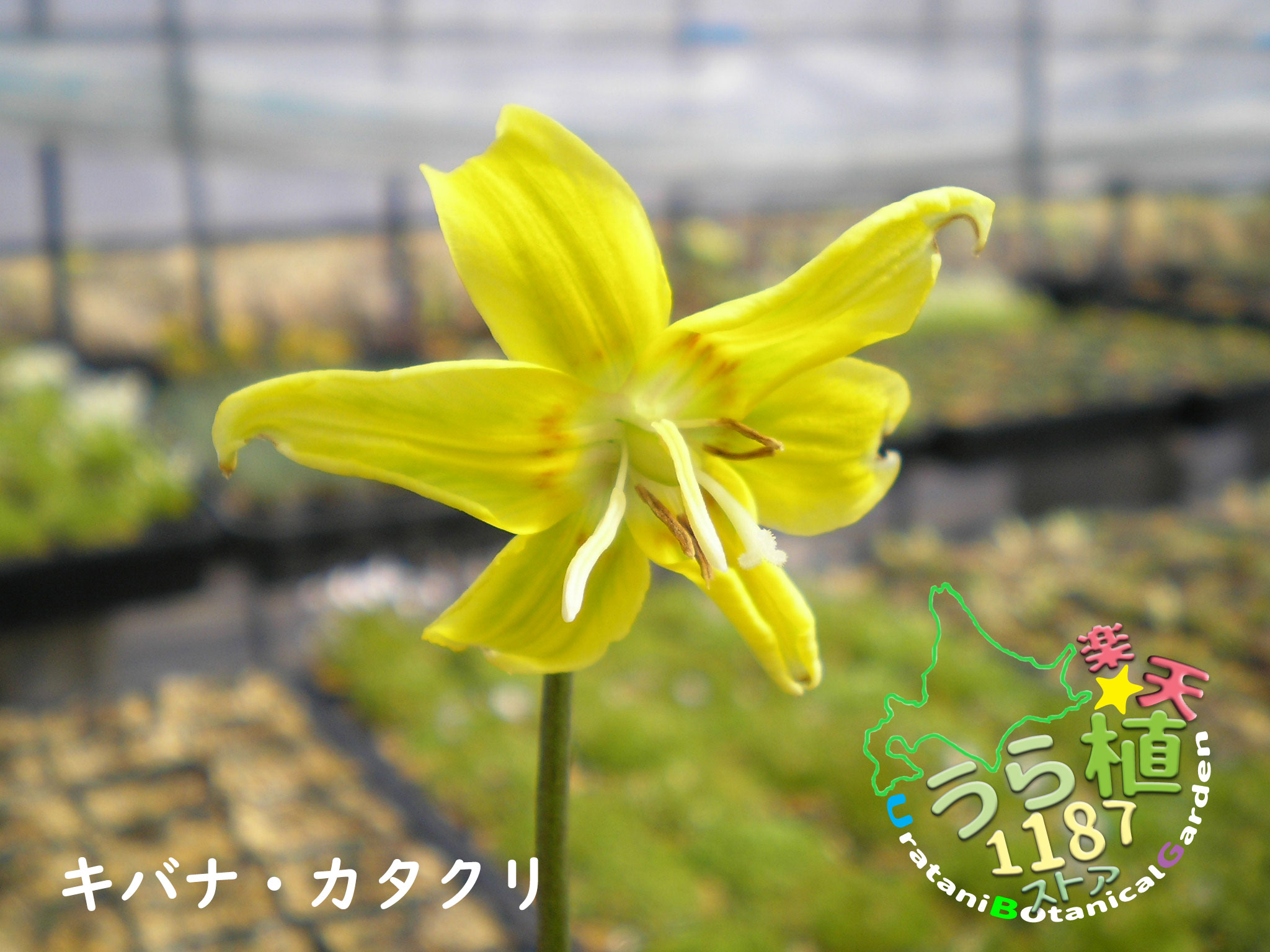 【楽天市場】黄花片栗 キバナ カタクリ 科名 ユリ科 開花時期5月~ 成長丈 草丈20cm~:うら植1187ストア