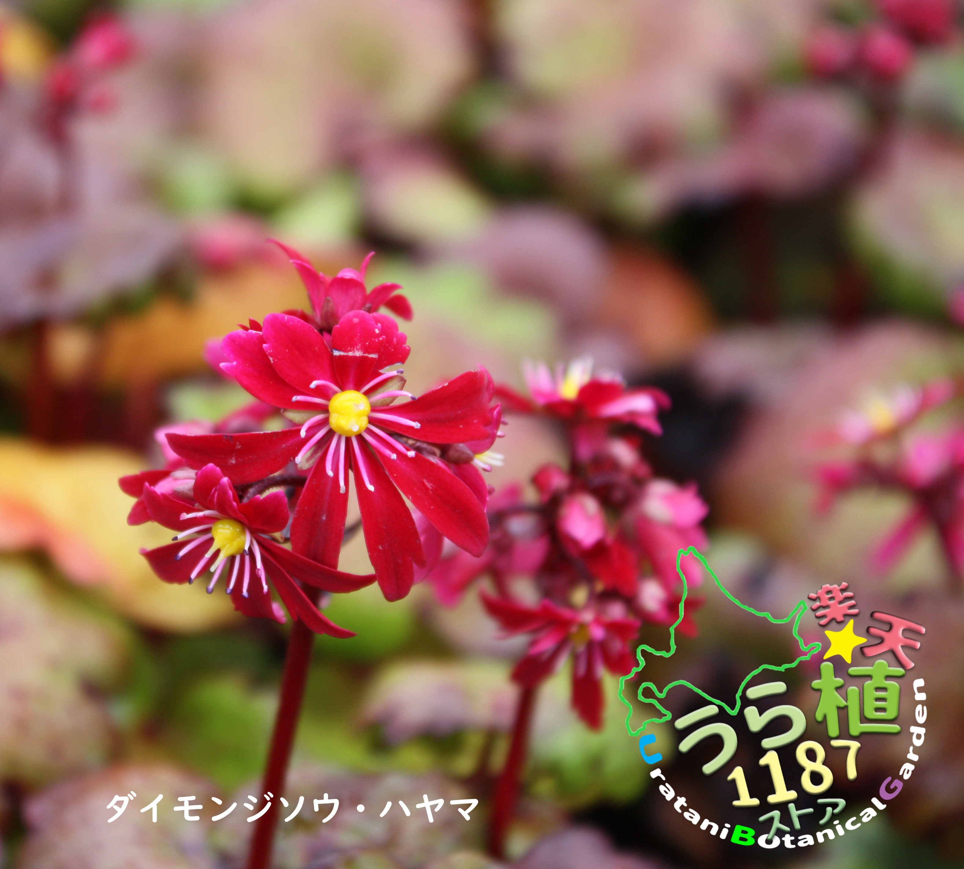 【楽天市場】大文字草 波山 ハヤマ 科名 ユキノシタ科 開花時期9月 成長丈 草丈10cm～：うら植1187ストア