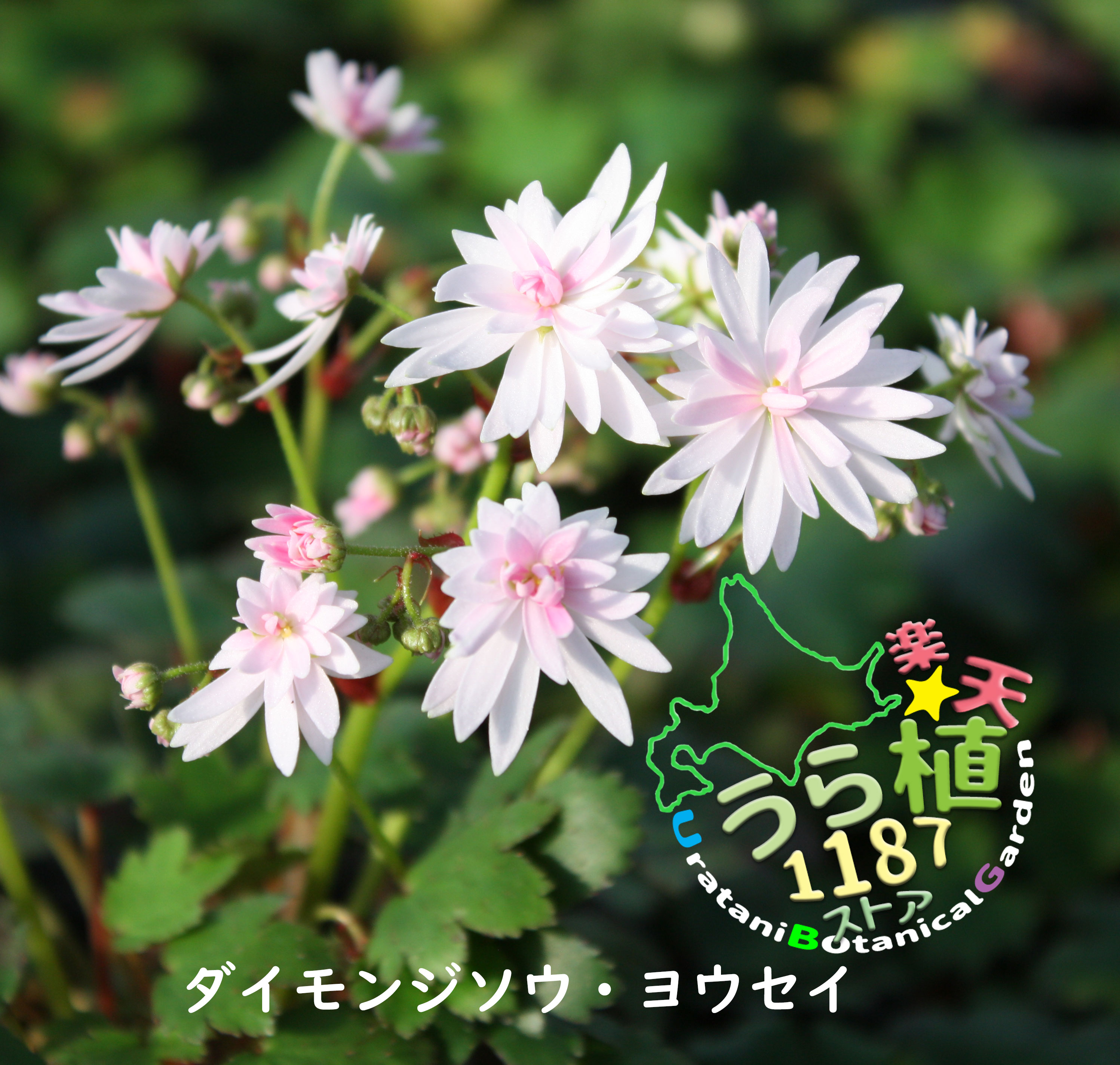 保証アッツザクラ黄花 キバナ 科名 成長丈 開花時期5月〜 コキンバイザサ科 草丈10cm〜 花・観葉植物