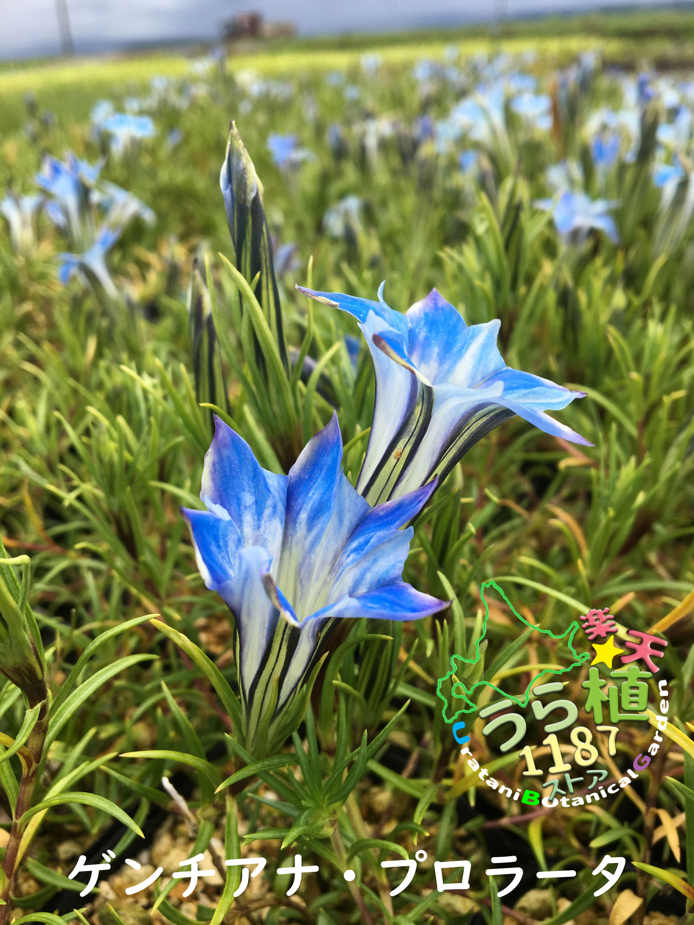 ゲンチアナ プロラータ 科名 リンドウ科 開花時期７月～ 成長丈 草丈10cm～ うら植1187ストア
