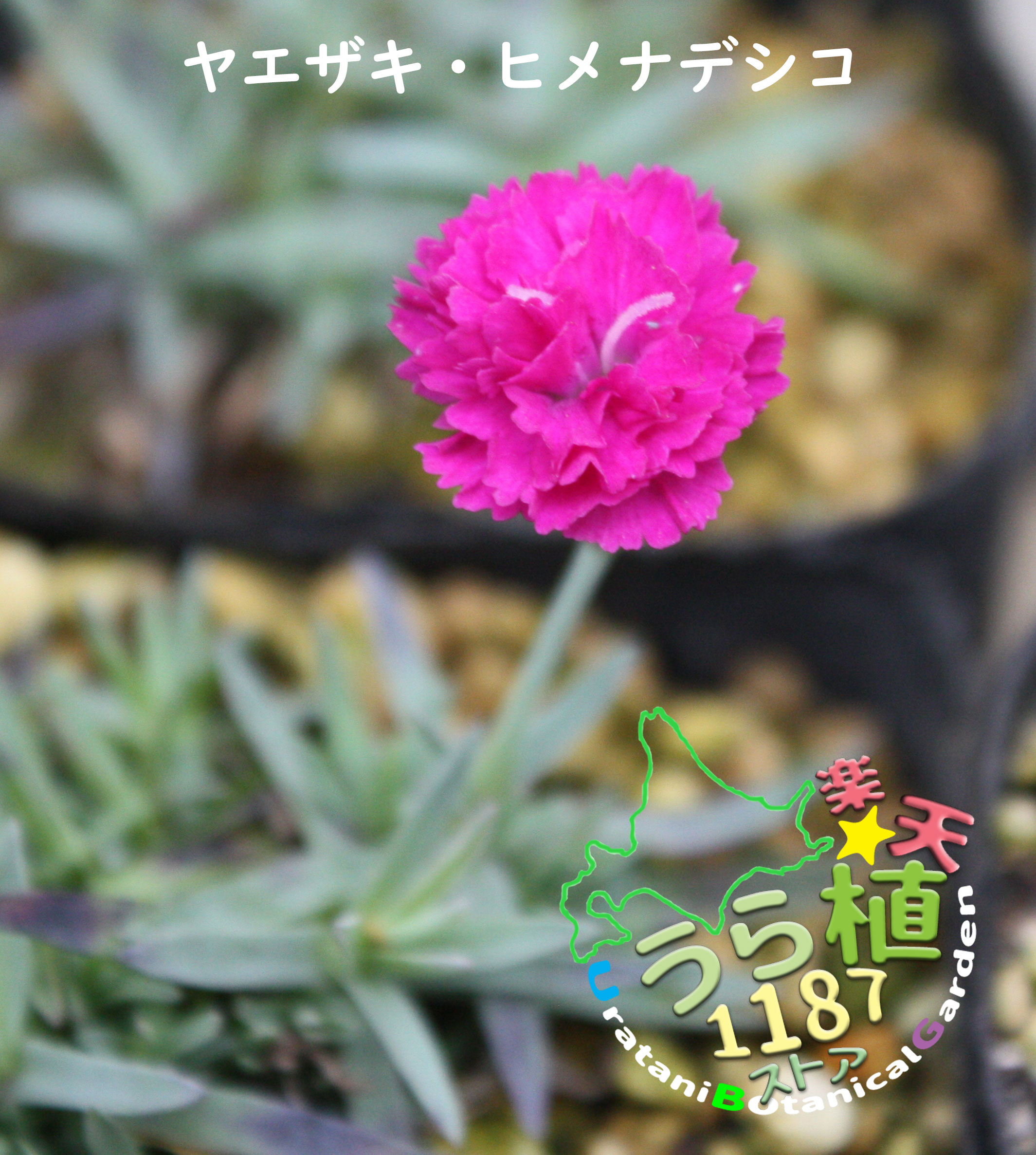 楽天市場】八重咲ナデシコ ダイナスティ オーキッド 9センチポット 3号