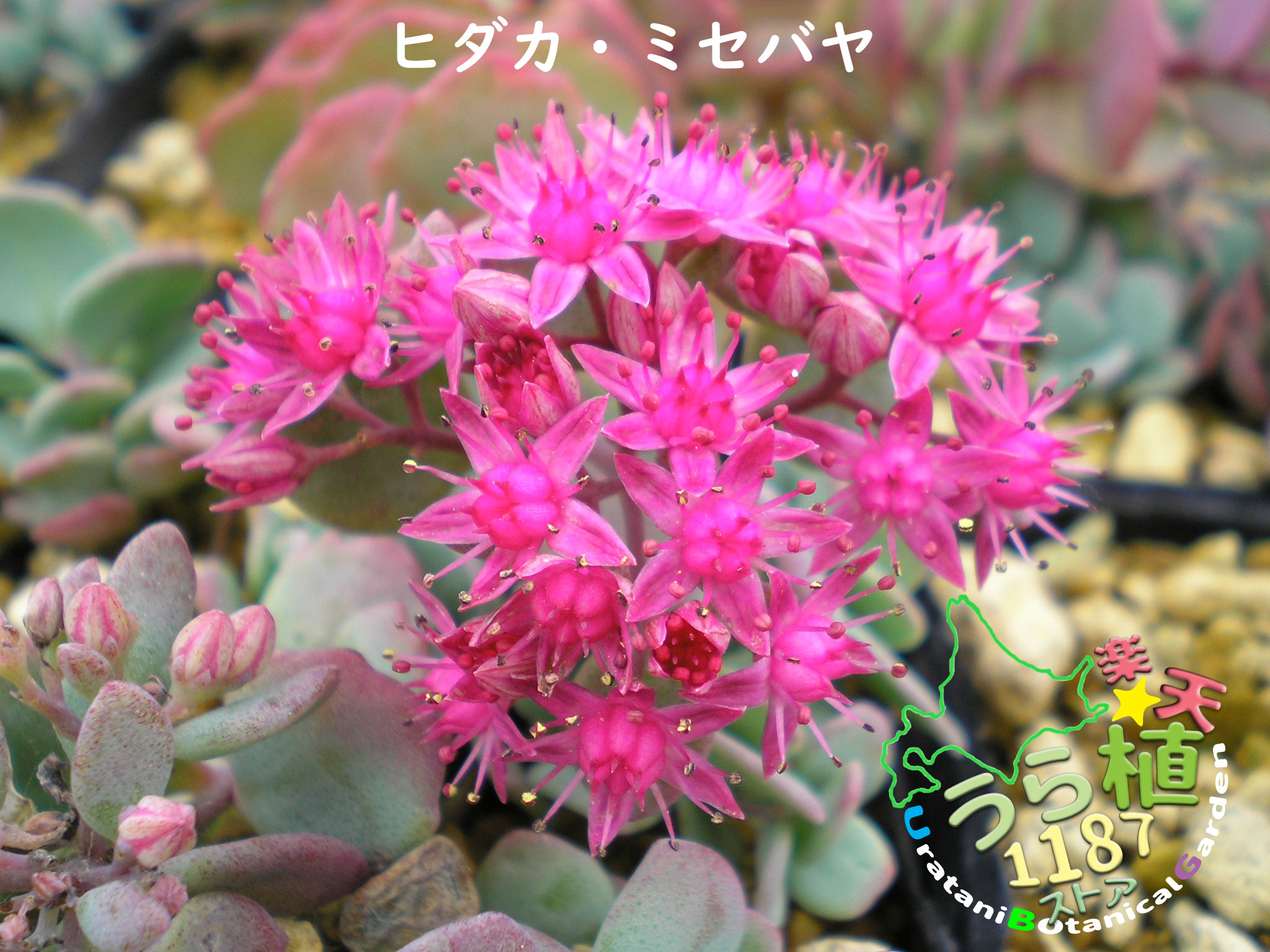 楽天市場】ミセバヤ[寒霞渓獅子] フギレ(深裂)葉 小苗・珍品