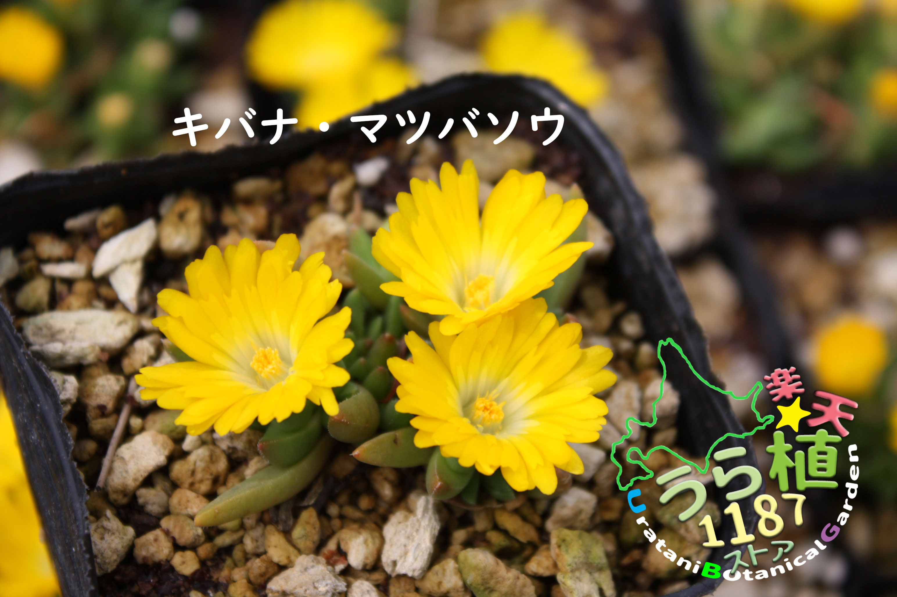 楽天市場】デロスペルマ 白 黄 9cm 10個セット 耐寒性マツバギク