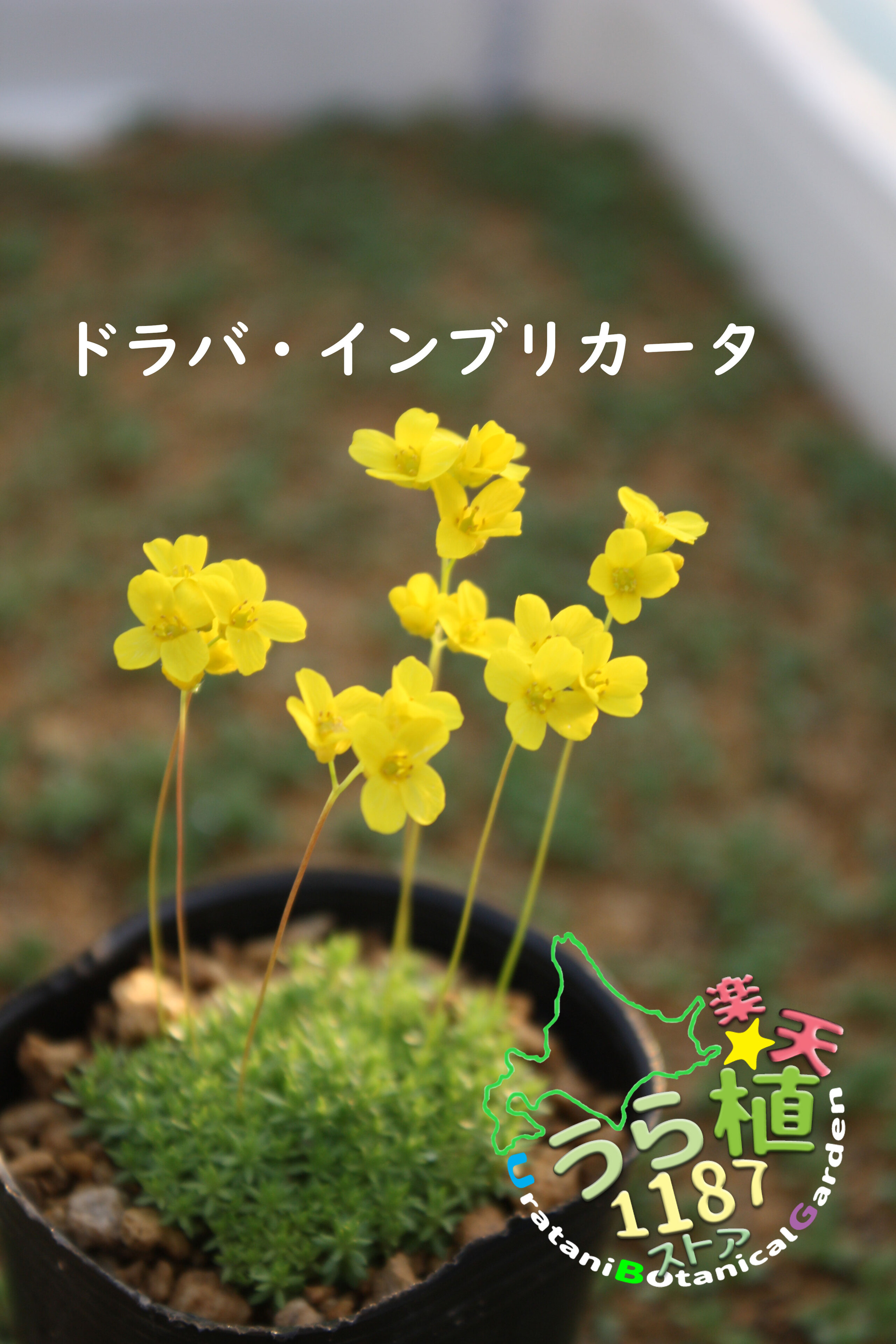 楽天市場】白玉の木 シラタマノキ 科名 ツツジ科 開花時期8月