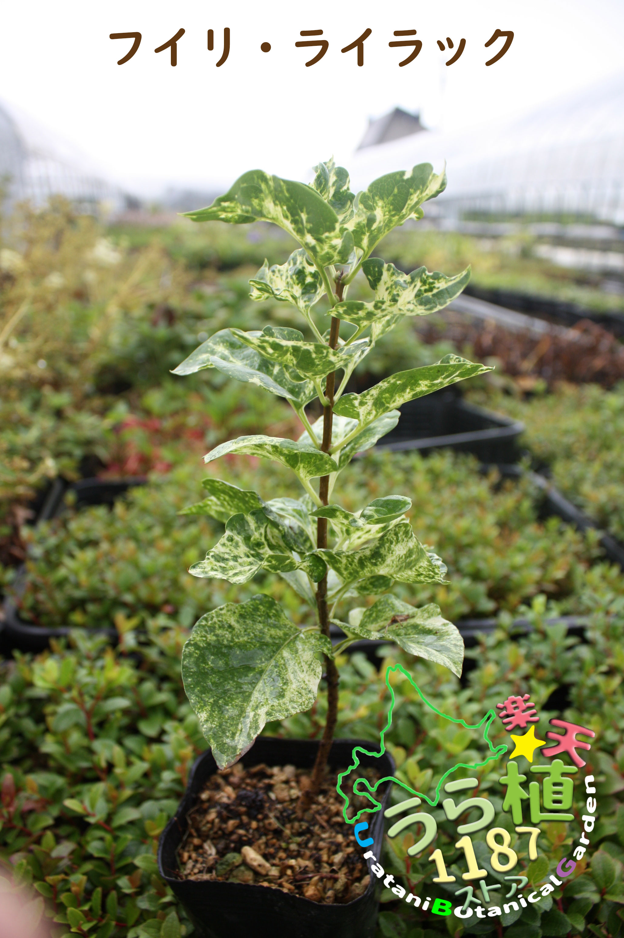 楽天市場】2025年4月開花ライラック苗 庭木 落葉樹 シンボルツリー