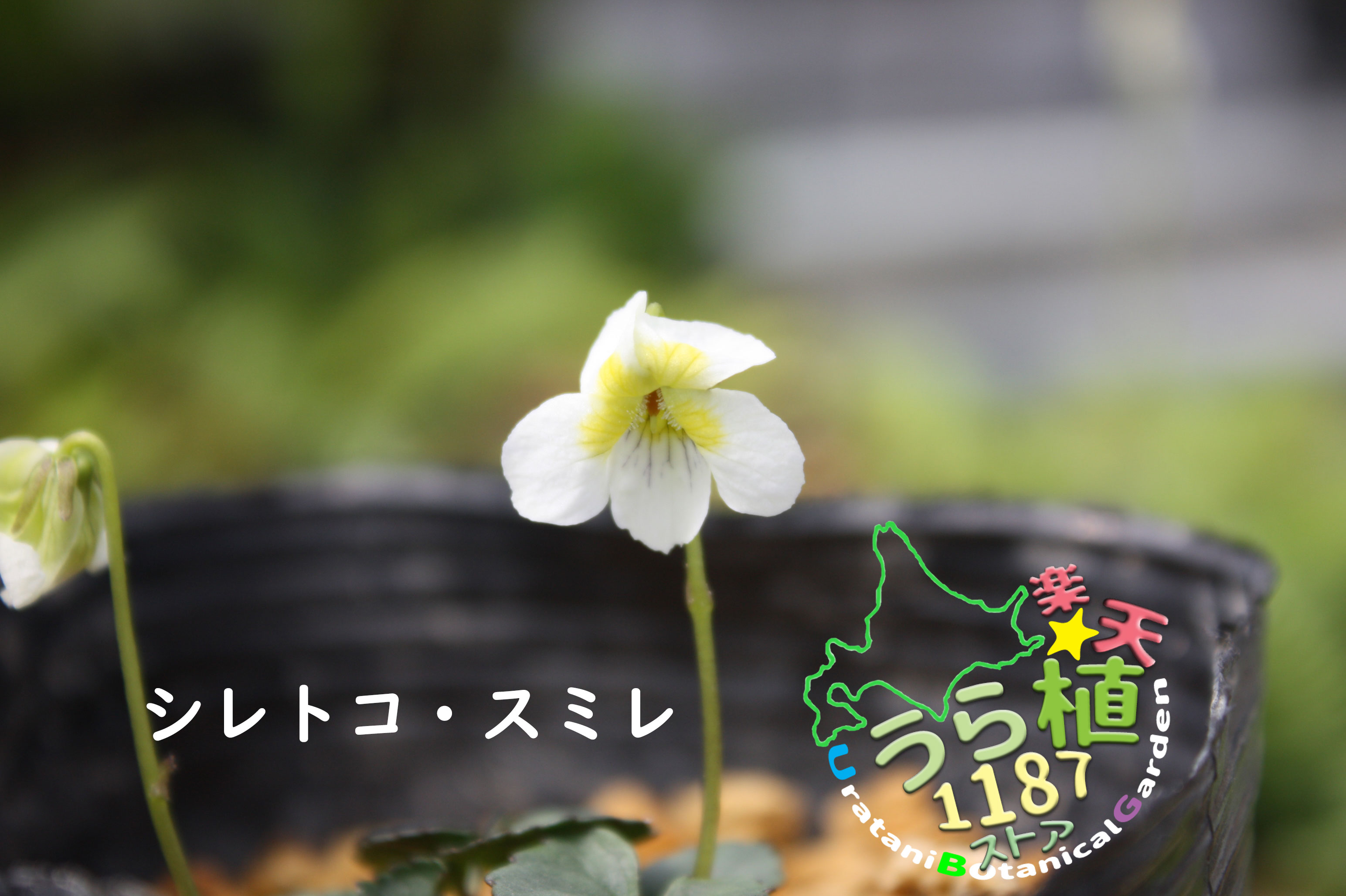 楽天市場】白玉の木 シラタマノキ 科名 ツツジ科 開花時期8月