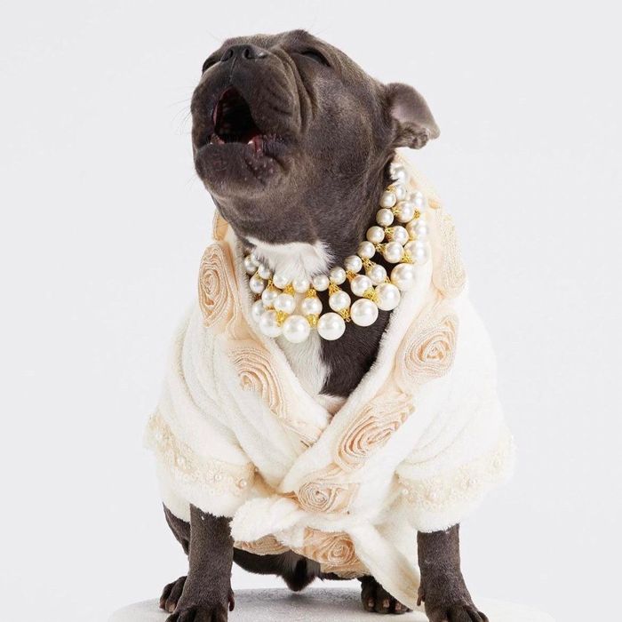 即納【MOSHIQA】Juliet Dog Bathrobe 亜米利加 犬装置 ドッググッズ ドッグウェア 犬服 犬の服 小型犬 小型犬服 西洋手ぬぐい 二階建てバス引っ敷き