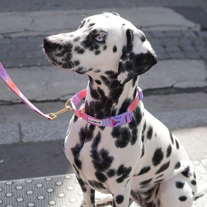 即納【iCANDOR】MARTINGALE COLLAR BUCKLE（MILKY WAY） 犬用品 ドッググッズ 首輪 ハーネス リード 散歩グッズ 散歩用品 犬の首輪 ドッグカラー 犬首輪