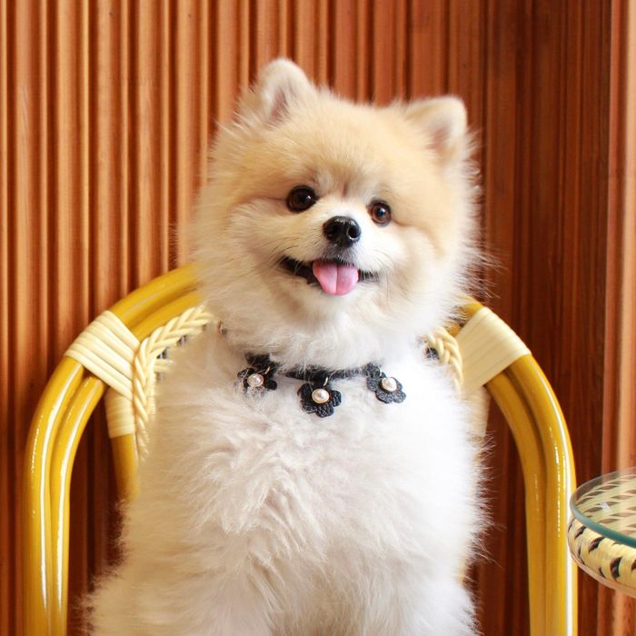※予約販売【maison de miu】 Daisy pearl neck strap（Black） 犬用品 ドッググッズ 首輪 ドッグカラー 犬の首輪 犬用首輪 犬首輪小型犬 犬首輪 小型犬 小型犬服
