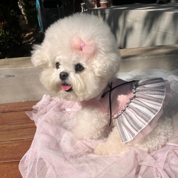 ※取っておく売りわたす【Hi Yeboo】Vivi Tutu Sleeveless（Pink） 犬服  ドッグウェア  犬の服  小型犬  小型犬服  衣袂受け答え  犬装置  ドッググッズ  韓国  春