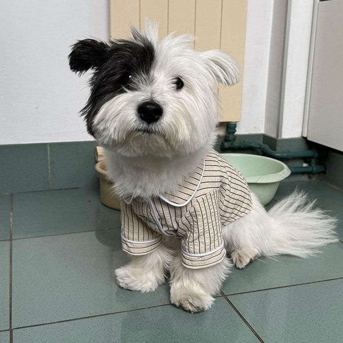即納【noonoosoom】Stripe pajama（Beige） 韓国 犬備品 ドッググッズ パジャマ ドッグウェア 犬服 犬の服 小型犬 小型犬服 春