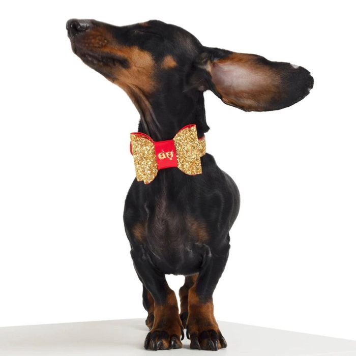 即納【MOSHIQA】Glam Dog Collar アメリカ 犬用品 ドッググッズ 首輪 ドッグカラー 犬首輪 犬用首輪 本革100% ハイエンド ライフスタイルブランド