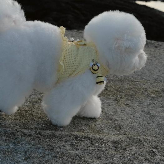 即納【BeBe Breath】Bev Harness(Yellow) 韓国 犬用品 ドッググッズ ハーネス ドッグハーネス 犬ハーネス 犬用ハーネス 小型犬 小型犬服 チャーム
