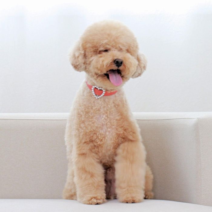 ※予約販売【maison de miu】 Heart Pearl Collar（Coral） 韓国 ブランド かわいい おしゃれ プレゼント 小型犬 首輪 タオル 散歩グッズ NEW 5,334円