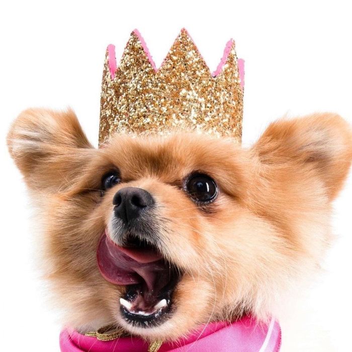 即納【MOSHIQA】Paris Collection Meta Dog Crown 亜米利加 犬備品 ドッググッズ 首飾り 犬の首飾り ドッグカラー 犬首飾り 犬用首飾り 佩び物 知られた人
