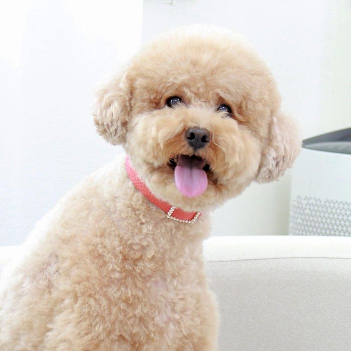 ※予約販売【maison de miu】Square Pearl Collar（Coral） 韓国 ブランド かわいい おしゃれ プレゼント 小型犬 首輪 タオル NEW