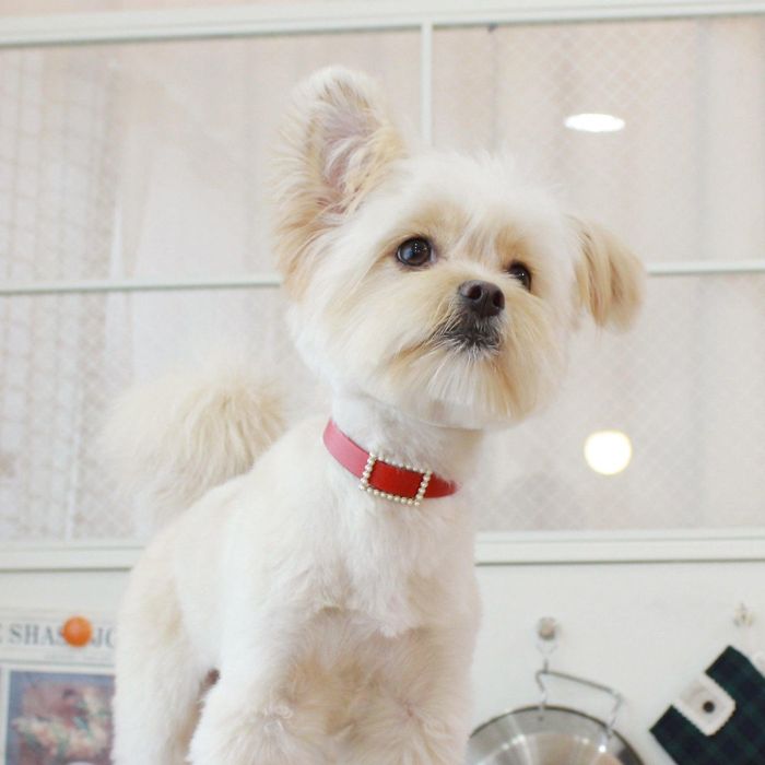 即納【maison de miu】Square Pearl Collar（Red） 犬用品 ドッググッズ 首輪 ドッグカラー 犬の首輪 犬用首輪 犬首輪小型犬 犬首輪 パール レザー