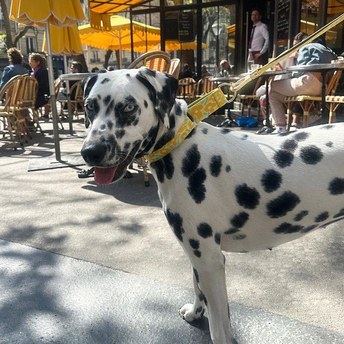 ※予約販売【iCANDOR】Smooth Martingale Collar 38mm（BIG FISH YELLOW） 韓国 犬用品 ドッググッズ 首輪 ハーネス リード 犬の首輪 ドッグカラー 犬首輪 犬用首輪