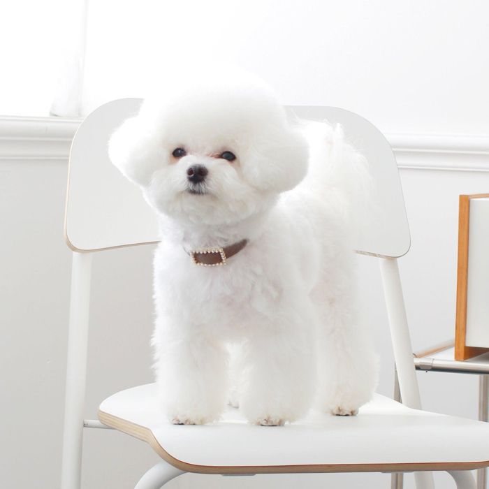 ※予約販売【maison de miu】Square Pearl Collar（Brown） 韓国 ブランド かわいい おしゃれ プレゼント 小型犬 首輪 タオル NEW