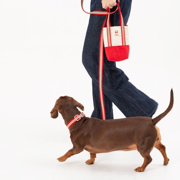 ※予約販売【andblank】Andblank x Camel ABC Stripe Hands Free Leash 韓国 犬用品 ドッググッズ リード 散歩リード 犬のリード 犬用リード 引き綱 りーど 犬リード