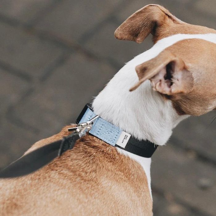 即納【Bad Marlon Design Studio.】Rupel Collar（Deep Grey） 犬用品 ドッググッズ 首輪 犬の首輪 ドッグカラー 犬首輪 犬用首輪 韓国 軽量 丈夫