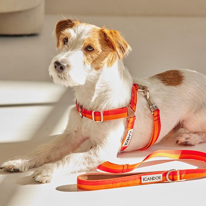 即納【iCANDOR】Gentle Leash（SUNSET） 韓国 ブランド かわいい おしゃれ プレゼント 小型犬 首輪 ハーネス リード 散歩グッズ NEW 中型犬 春 夏 犬