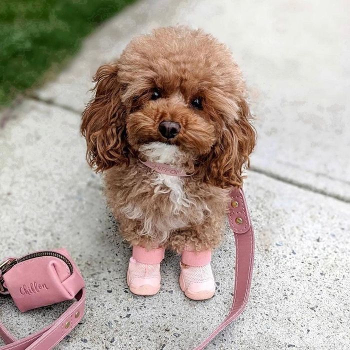 即納【RIFRUF】SNEAKERS CAESAR 1（Blush） URBAN DOG TOKYO / アーバンドッグトーキョー 犬靴 ブランド名 犬の靴 ほっつき歩く 今めかしい 小型犬 中型犬 大型犬 アウトドア 犬 靴 脱げない 愛犬 犬用靴 夏 冬 ピンクドッグシューズ スニーカー 犬用 肉球世話をする 一般受け