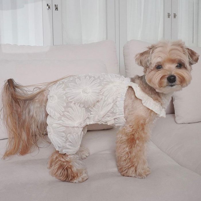 即納【noonoosoom】Fleur balloon all インチ one 犬服 ドッグウェア 韓国 犬装置 ドッググッズ ティーシャツ 衣袂受け答え 犬の服 小型犬 小型犬服