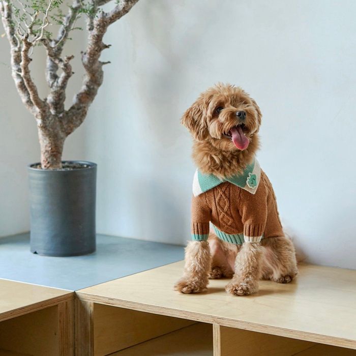 即納【munikund】Fotic Cashmere Knit（cocoa brown） 韓国 ブランド名 愛くるしげ 今めかしい 差し上げ物 小型犬 文字記号 NEW 中型犬 春 秋 冬 大型犬 犬 中型犬 大型犬