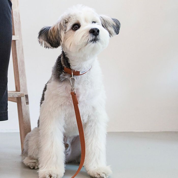 ※予約販売【foreverybari】Classic Pet Collar（Camel） 犬用品 ドッググッズ 首輪 犬の首輪 ドッグカラー 犬首輪 犬用首輪 韓国 散歩用品 丈夫