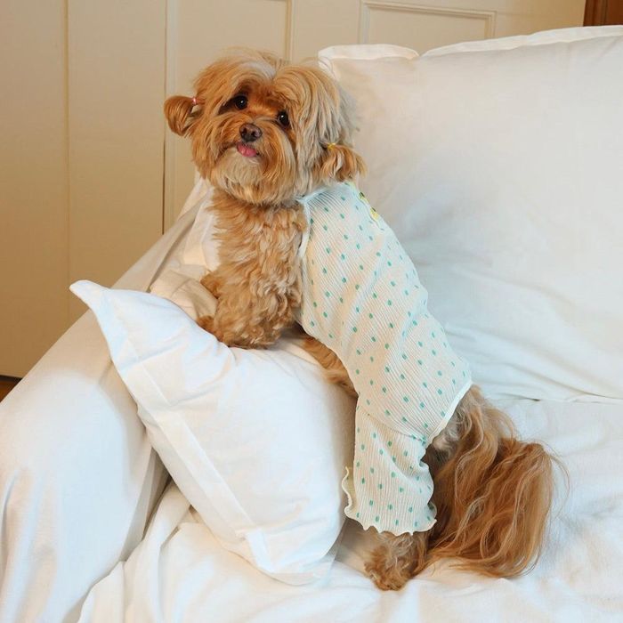 即納【noonoosoom】Fruit button wrinkle all インチ one（Mint Banana） 韓国  犬装置  ドッググッズ  ドッグウェア  犬服  犬の服  小型犬  小型犬服  春服  夏服
