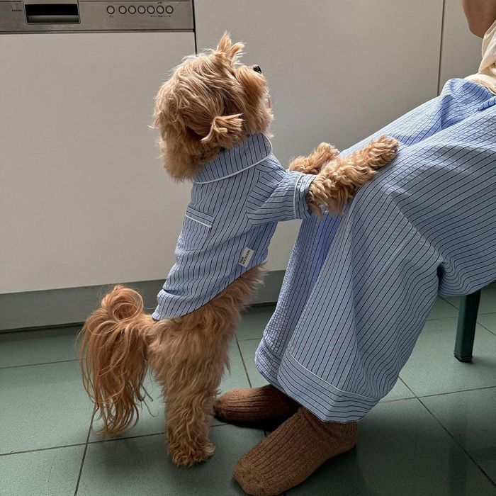 即納【noonoosoom】Stripe pajama（Blue） 犬服  ドッグウェア  犬の服  犬備品  ドッググッズ  韓国  パジャマ  捩り受け答え  小型犬  小型犬服