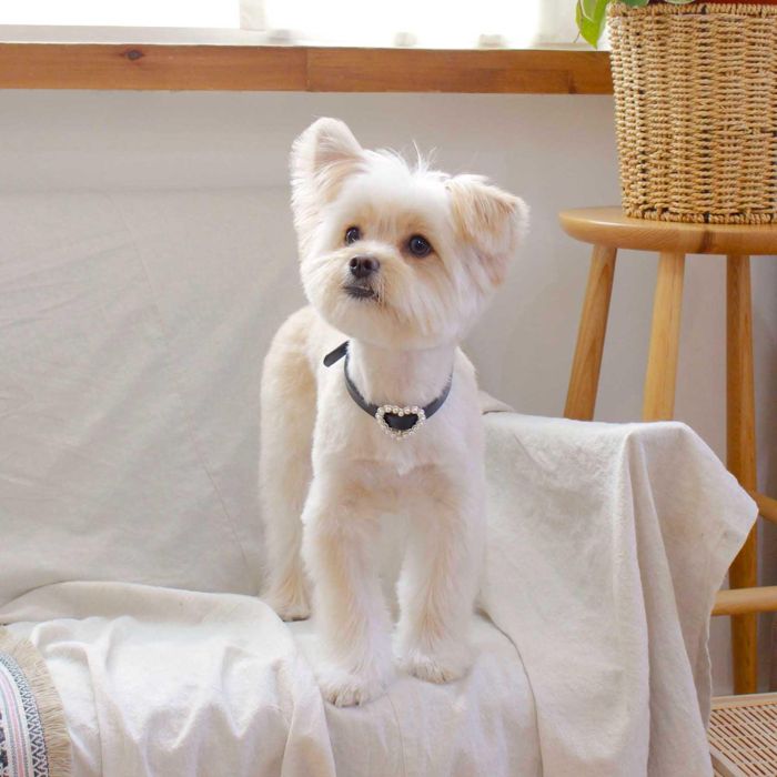 ※予約販売【maison de miu】 Heart Pearl Collar(Black) 韓国 ブランド かわいい おしゃれ プレゼント 小型犬 首輪 タオル 散歩グッズ NEW